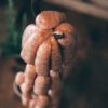 Easter Turkey Sausages - Image 4