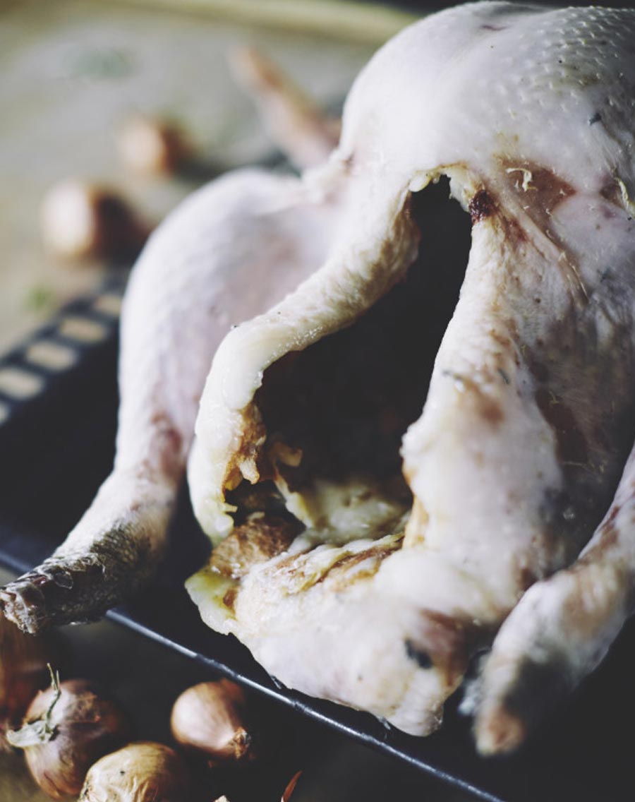 Tomboy Turkey - Close Up