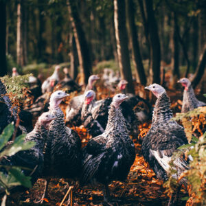 XXV December Pearl Turkey - Image 2